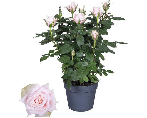 Zimmerrose FloraSelf Rosa Hybride 'Catalina' H 30-40 cm Ø 13 cm Topf hellrosa-0