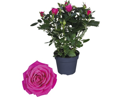 Zimmerrose FloraSelf Rosa Hybride 'Regina' H 30-40 cm Ø 13 cm Topf dunkelrosa-0