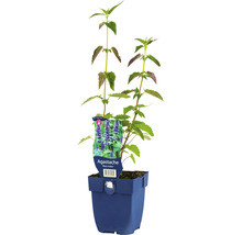 Agastache Pflanze im Topf