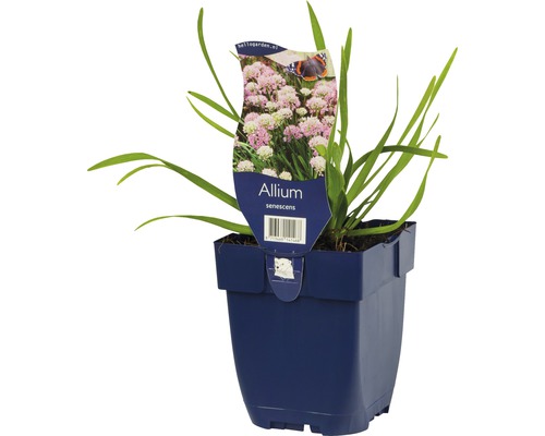 Allium senescens im Topf