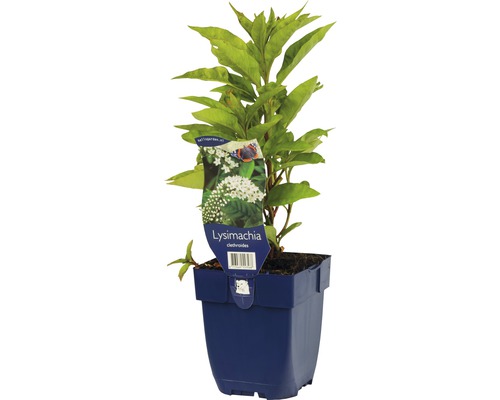 Lysimachia clethroides Pflanze im Topf