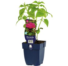 Monarda Marshall''s Delight Pflanze im Topf