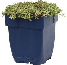 Blauer Pflanzkasten mit grüner Pflanze