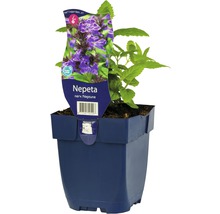 Katzenminze Nepeta in einem Topf