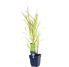Grasstaude in einem Topf
