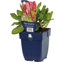 Persicaria affinis ''Darjeeling Red'' Pflanze im Topf