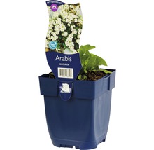 Blaukissen Arabis in einem Topf