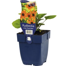 Rudbeckia triloba ''Prairie Glow'' im Topf