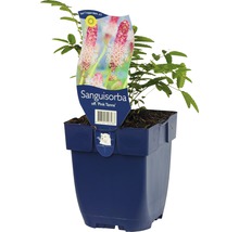 Sanguisorba ''Pink Tanna'' Pflanze im Topf