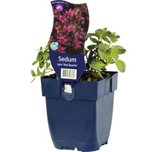 Fetthenne ''Red Sparkle'' im Topf