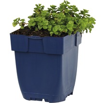 Schneeteppich Fettblatt Sedum spurium 'Album' H 5-15 cm Co 0,5 L