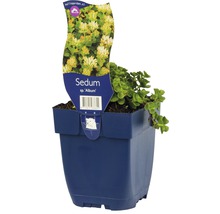 Schneeteppich Fettblatt Sedum spurium 'Album' H 5-15 cm Co 0,5 L