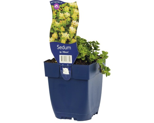 Schneeteppich Fettblatt Sedum spurium 'Album' H 5-15 cm Co 0,5 L