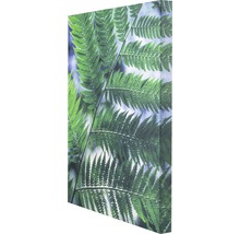 Leinwandbild mit Farnmotiv
