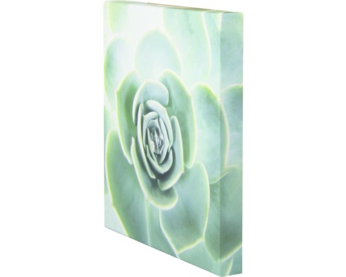 Nahaufnahme eines Wandbildes mit Sukkulentenmotiv