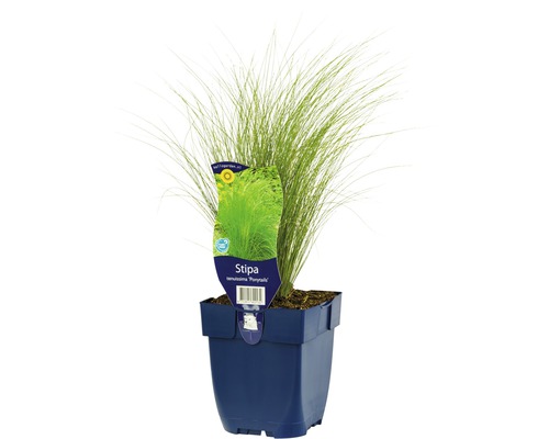 zartes Federgras FloraSelf Stipa tenuissima 'Ponytayls H 5-80 cm Co 0,5 L