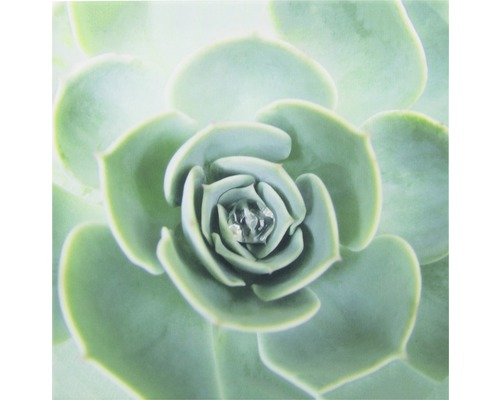 Nahaufnahme einer Sukkulente