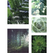 Collage mit verschiedenen Pflanzenmotiven: Farn, Blüten, Sukkulente, Wald