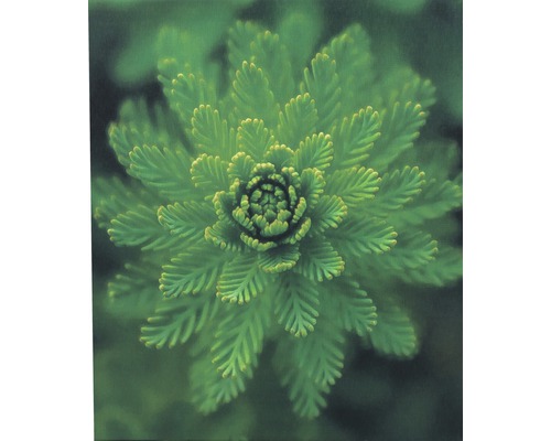 Nahaufnahme einer grünen Dachwurz Pflanze