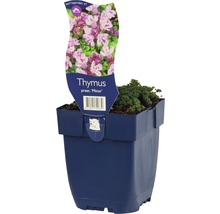 Thymian ''Minor'' im Topf