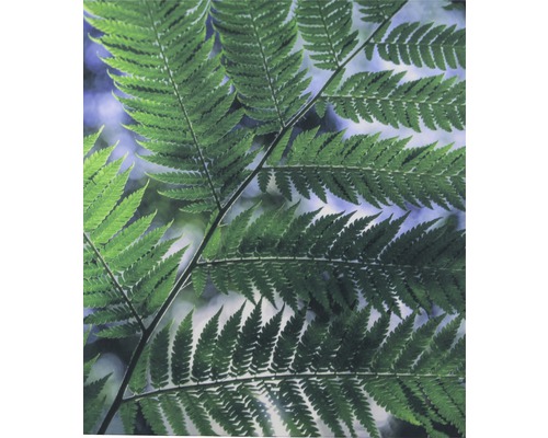 Nahaufnahme von Farnblättern