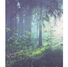 Nebeliger Wald mit Bäumen und Unterholz
