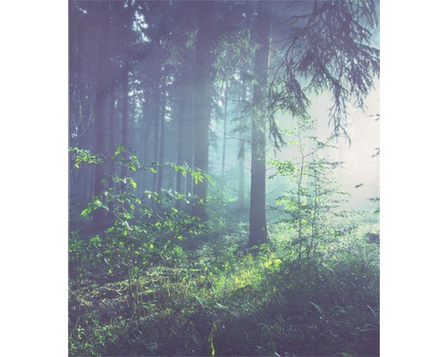 Nebeliger Wald mit Bäumen und Unterholz