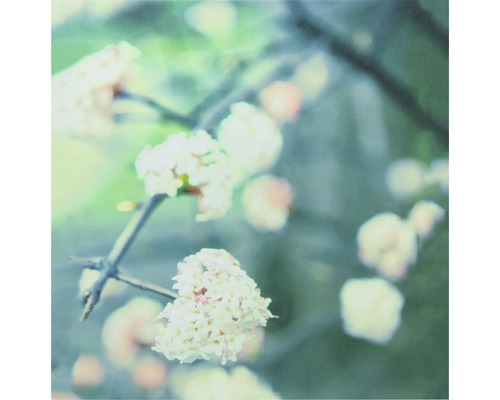 Nahaufnahme von blühenden Schneebällen