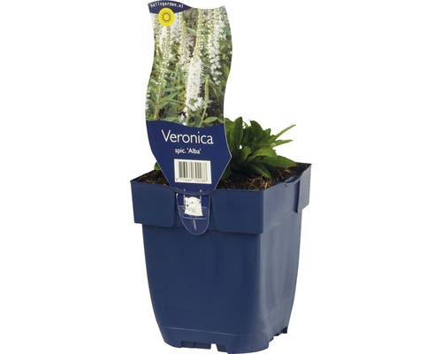 Ehrenpreis FloraSelf Veronica spicata 'Alba' H 5-20 cm Co 0,5 L