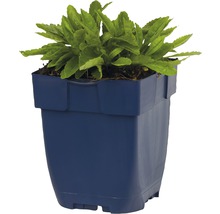 Ähriger Ehrenpreis FloraSelf Veronica spicata 'Insprie Pink'' H 5-25 cm Co 0,5 L