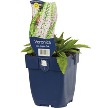 Veronica Inspire Pink Pflanze im Topf