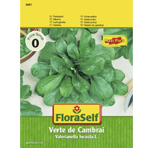 Feldsalat Samen Maxi Pack