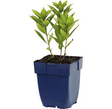 Hortensie im Topf