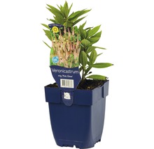 Veronicastrum Virginicum Pink Glow in einem Topf.