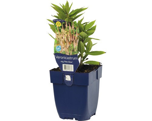 Virginischer Arzneiehrenpreis FloraSelf Veronicastrum virginicum 'Pink Glow'' H 5-140 cm Co 0,5 L Virginischer Arzneiehrenpreis FloraSelf Veronicastrum virginicum 'Pink Glow'' H 5-140 cm Co 0,5 L