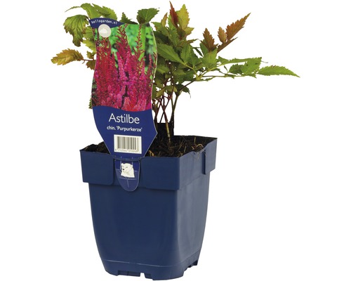 Astilbe in einem Topf