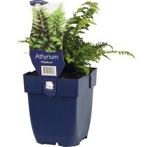 Athyrium Metallicum Pflanze in einem Topf