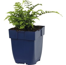 Grüner Farn in einem Blumentopf aus Kunststoff