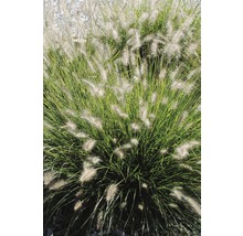 Grasnelke im Garten