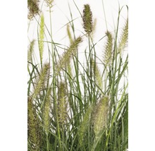 Dekoratives Ziergras für den Garten