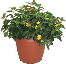 Blühende Wandelröschen Pflanze im Topf