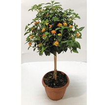 Lantana Zwergorange als Hochstamm im Topf