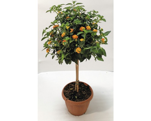 Lantana Zwergorange als Hochstamm im Topf