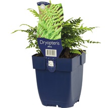 Dryopteris affinis in einem Topf