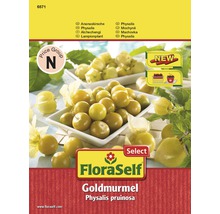 FloraSelf Goldmurmel Physalis Pruinosa Packung