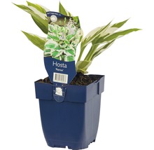 Weißrand-Funkie FloraSelf Hosta 'Patriot' H 5-20 cm Co 0,5 L