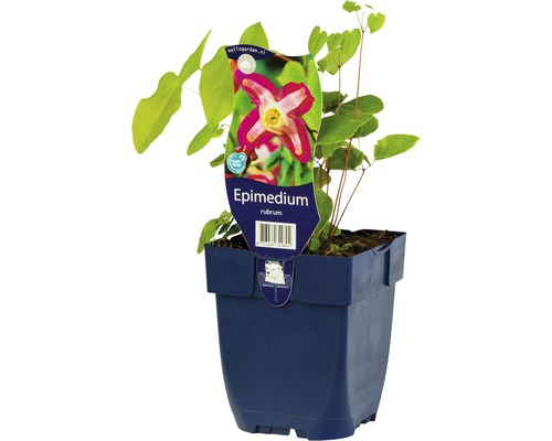 Rote Elfenblume FloraSelf Epimedium rubrum H 5-10 cm Co 0,5 L