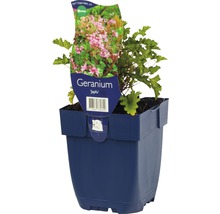 Geranie ''Japfu'' in einem blauen Topf