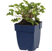 Heuchera Pflanze in einem Topf