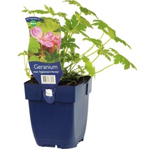 Balkan-Storchschnabel FloraSelf Geranium macrorrhizum 'Ingwersen's Variety' H 10-40 cm Co 0,5 L